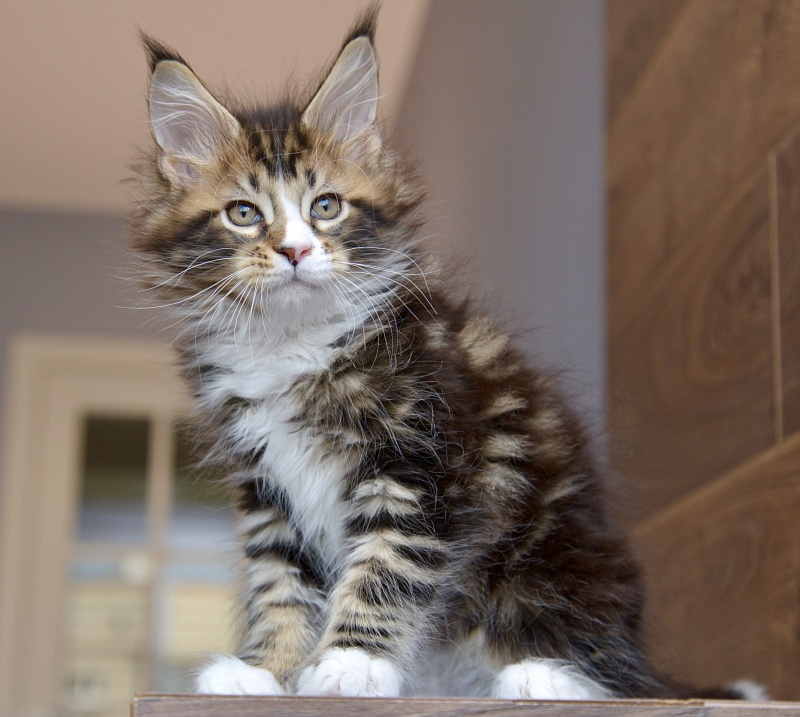 Oxford Great Lion - Kitten maine-coon 1 month 3.5 weeks