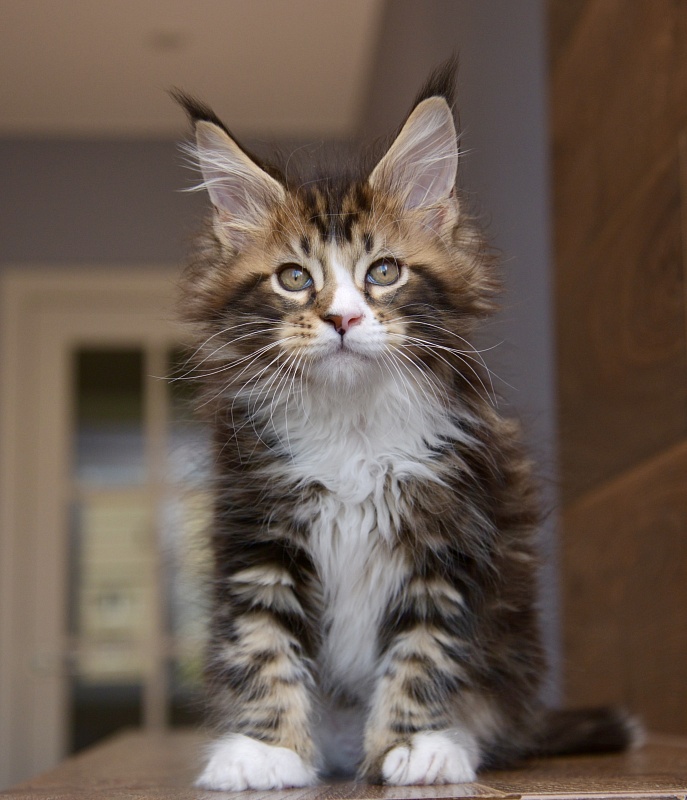 Oxford Great Lion - Kitten maine-coon 1 month 3.5 weeks