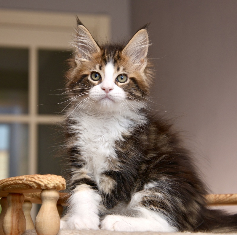 Orlando Great Lion - Kitten maine-coon 1 month 3.5 weeks