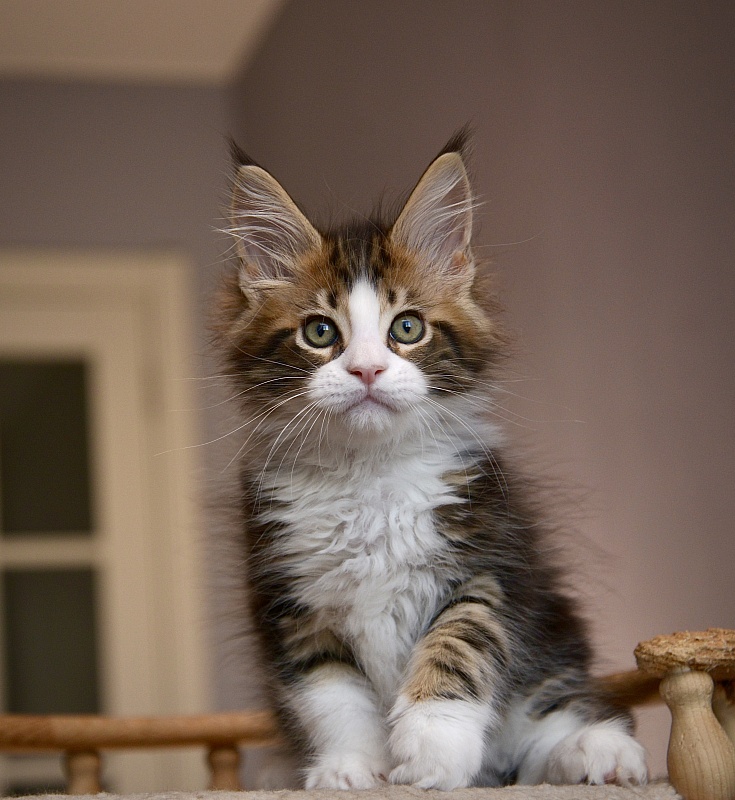 Orlando Great Lion - Kitten maine-coon 1 month 3.5 weeks