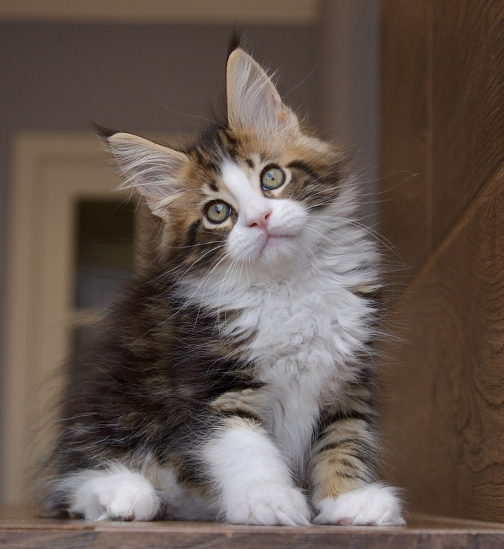 Orlando Great Lion - Kitten maine-coon 1 month 3.5 weeks