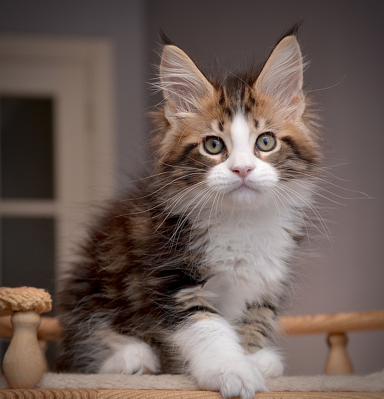 Orlando Great Lion - Kitten maine-coon 1 month 3.5 weeks