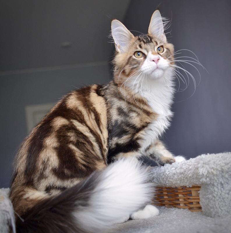 Ontario Great Lion - Kitten maine-coon 4 months 0.5 weeks