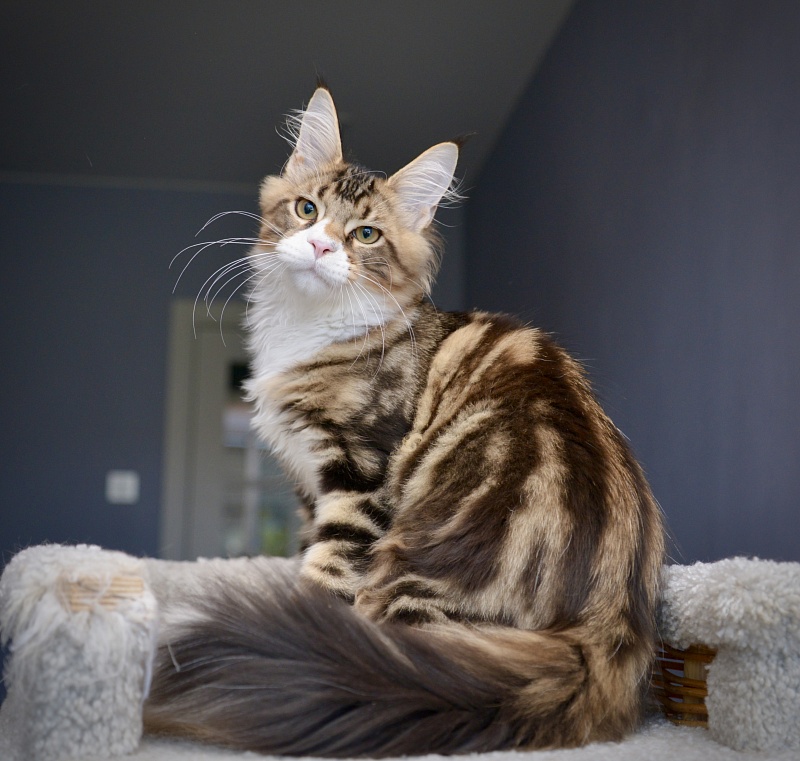 Ontario Great Lion - Kitten maine-coon 4 months 0.5 weeks