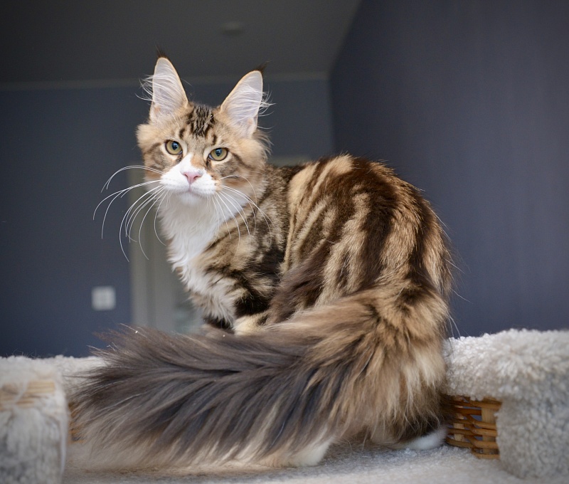 Ontario Great Lion - Kitten maine-coon 4 months 0.5 weeks