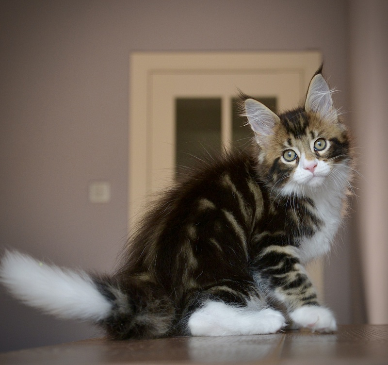 Ontario Great Lion - Kitten maine-coon 1 month 3.5 weeks