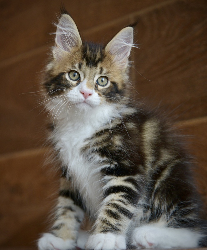 Ontario Great Lion - Kitten maine-coon 1 month 3.5 weeks