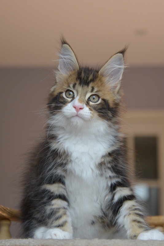 Ontario Great Lion - Kitten maine-coon 1 month 3.5 weeks