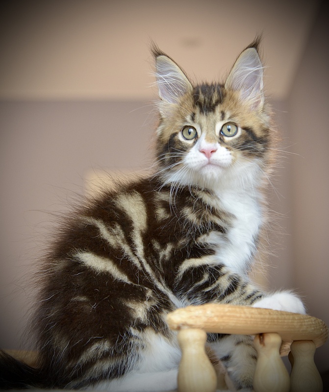 Ontario Great Lion - Kitten maine-coon 1 month 3.5 weeks