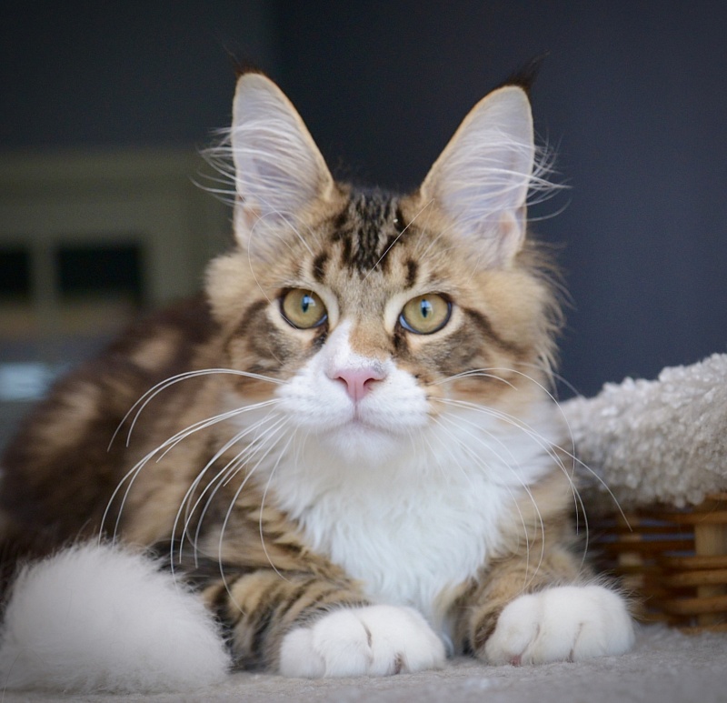 Ontario Great Lion - Kitten maine-coon 4 months 0.5 weeks