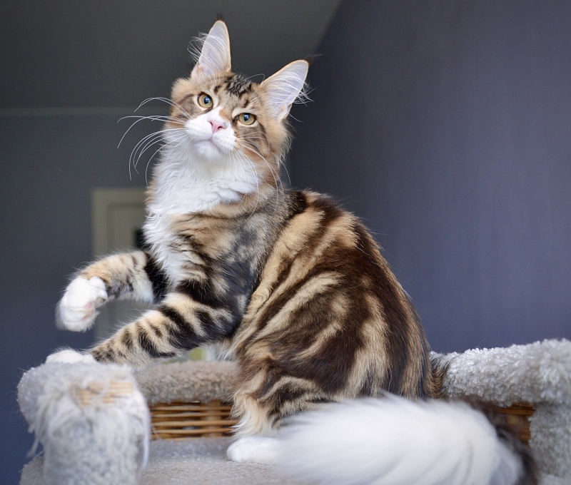 Ontario Great Lion - Kitten maine-coon 4 months 0.5 weeks