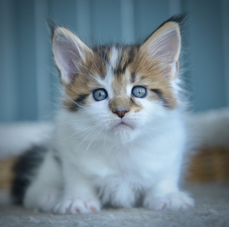Patrizia Great Lion - Kitten maine-coon 3.5 weeks