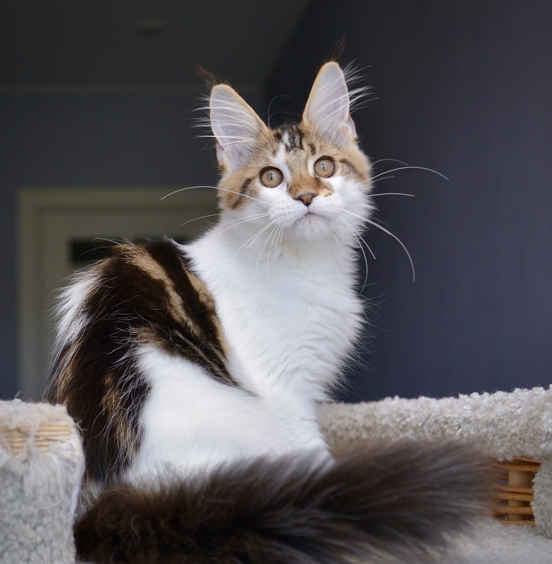 Patrizia Great Lion - Kitten maine-coon 3 months 0.5 weeks