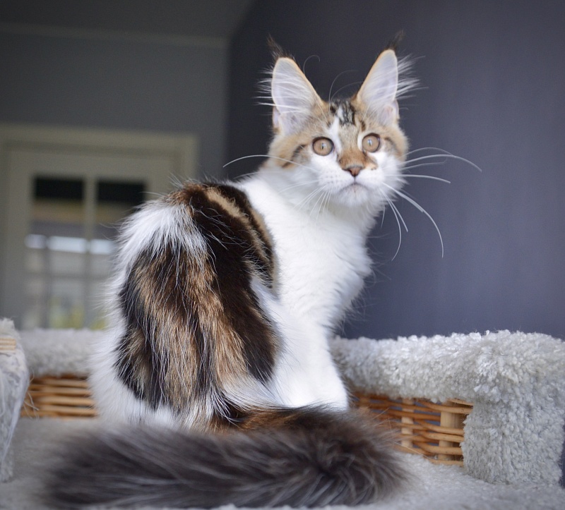 Patrizia Great Lion - Kitten maine-coon 3 months 0.5 weeks