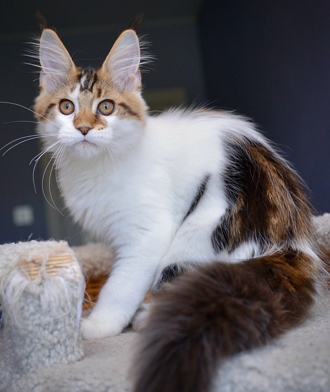 Patrizia Great Lion - Kitten maine-coon 3 months 0.5 weeks