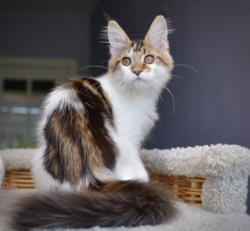 Patrizia Great Lion - Kitten maine-coon 3 months 0.5 weeks