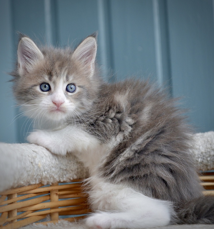 Pandora Great Lion - Kitten maine-coon 1 month