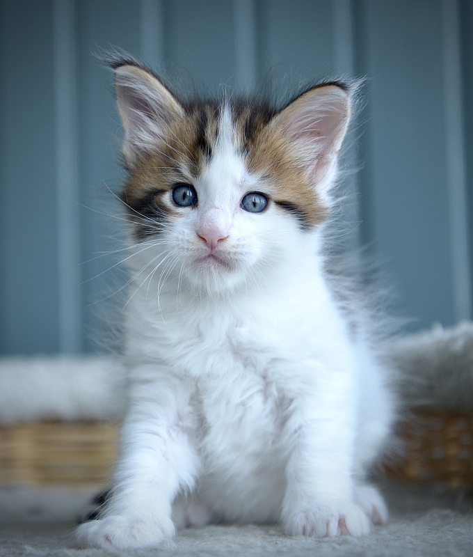 Paco Rabanne Great Lion - Kitten maine-coon 3.5 weeks