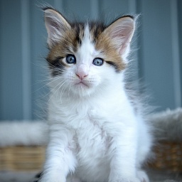 Paco Rabanne Great Lion