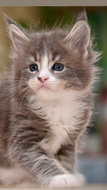 Qiana Great Lion - Kitten maine-coon 1 month