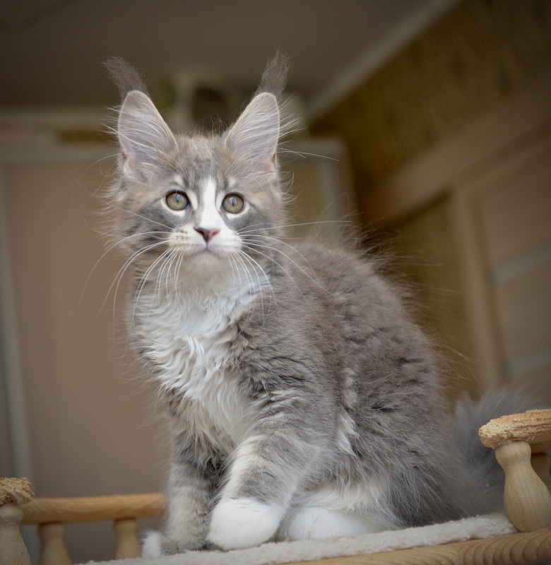 Qiana Great Lion - Kitten maine-coon 2 months 2 weeks