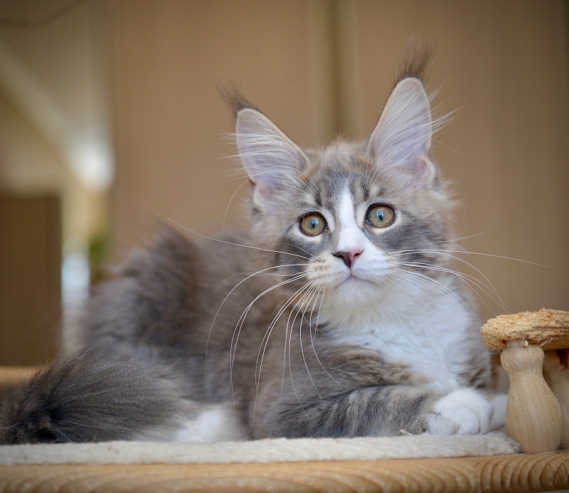 Qiana Great Lion - Kitten maine-coon 2 months 4 weeks