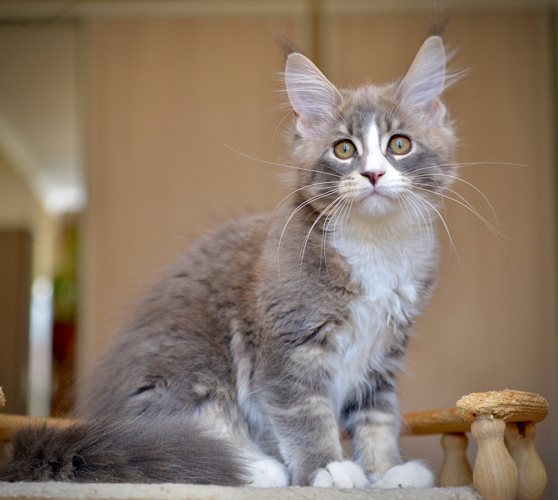 Qiana Great Lion - Kitten maine-coon 2 months 4 weeks