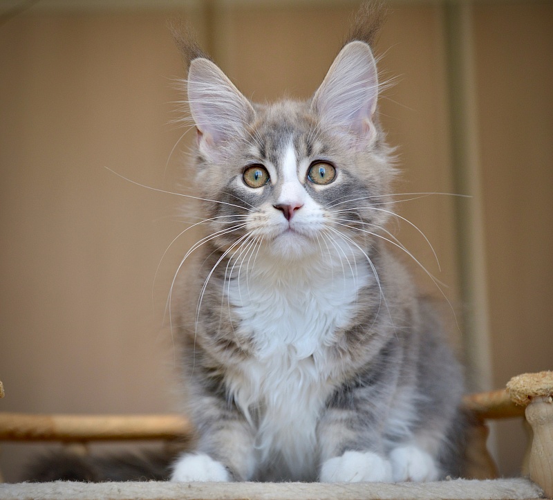 Qiana Great Lion - Kitten maine-coon 2 months 4 weeks