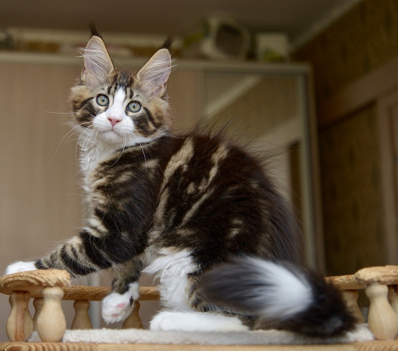 Qadir Great Lion - Kitten maine-coon 2 months 2 weeks
