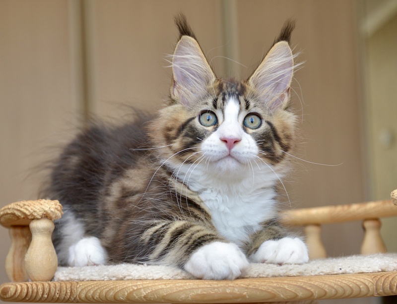 Qadir Great Lion - Kitten maine-coon 2 months 2 weeks