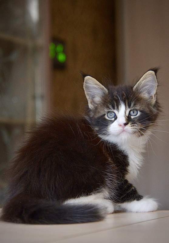 Qasim Great Lion - Kitten maine-coon 1 month 0.5 weeks