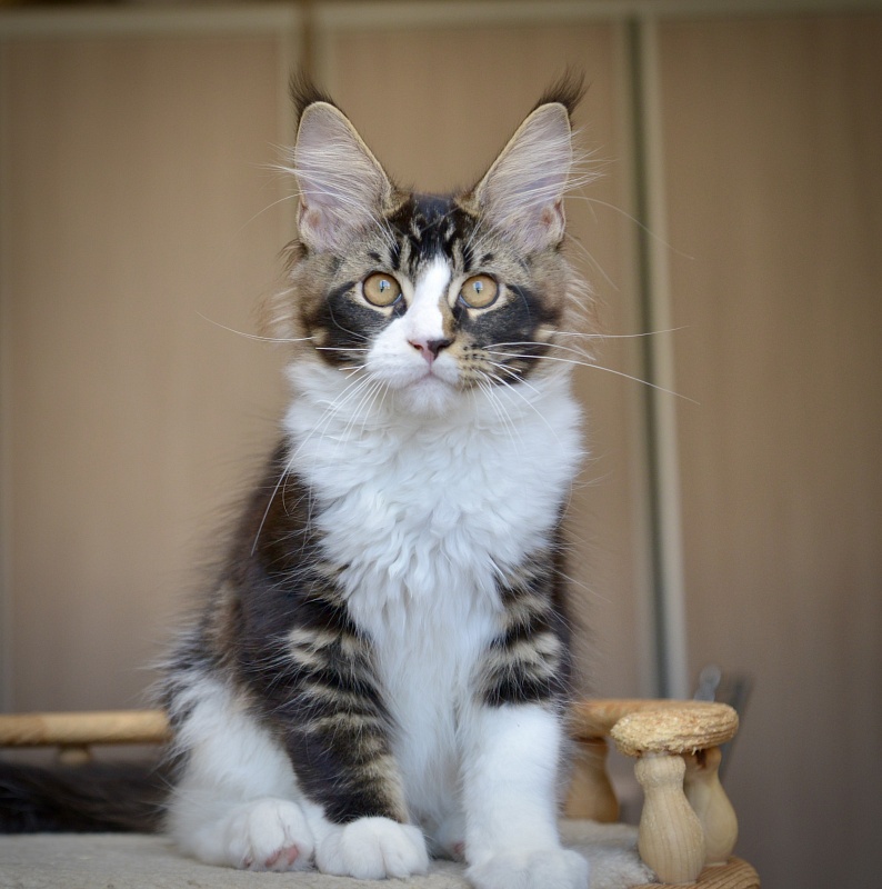 Qasim Great Lion - Kitten maine-coon 2 months 4 weeks