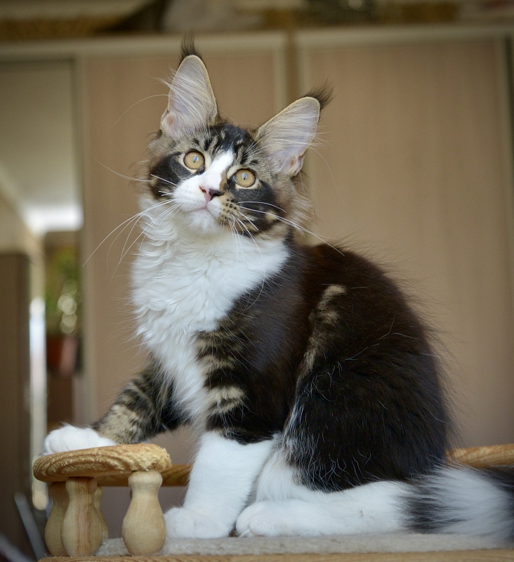 Qasim Great Lion - Kitten maine-coon 2 months 4 weeks