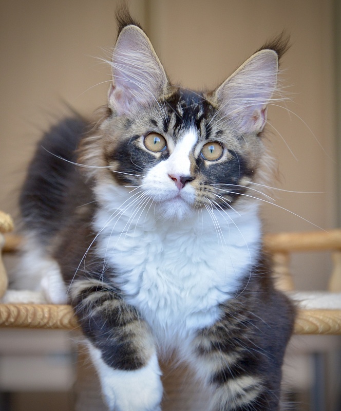 Qasim Great Lion - Kitten maine-coon 2 months 4 weeks