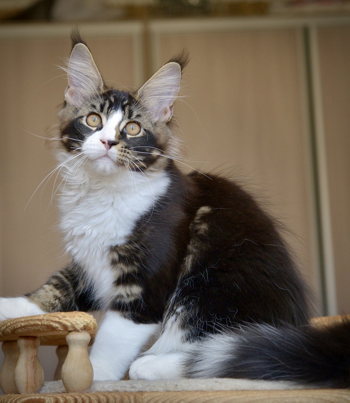 Qasim Great Lion - Kitten maine-coon 2 months 4 weeks