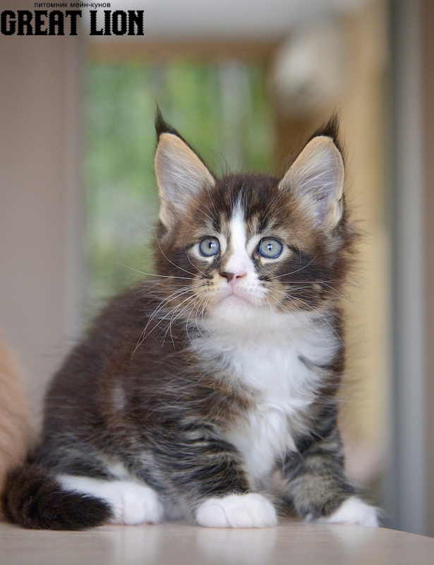 Quillon Great Lion - Kitten maine-coon 1 month 0.5 weeks