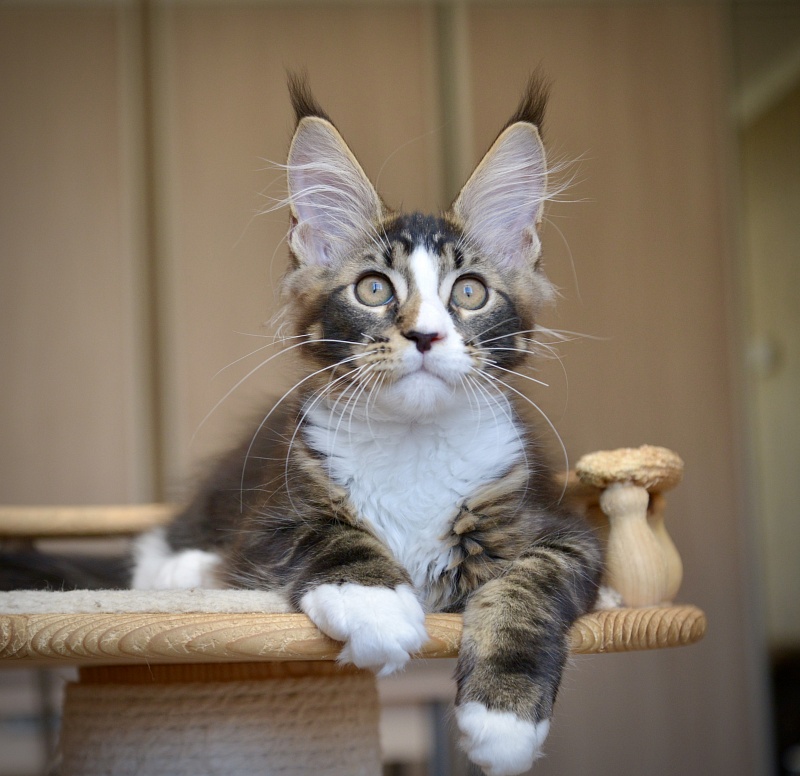 Quillon Great Lion - Kitten maine-coon 2 months 4 weeks