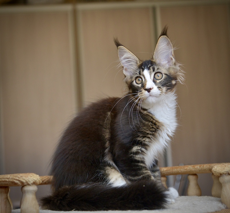Quillon Great Lion - Kitten maine-coon 2 months 4 weeks