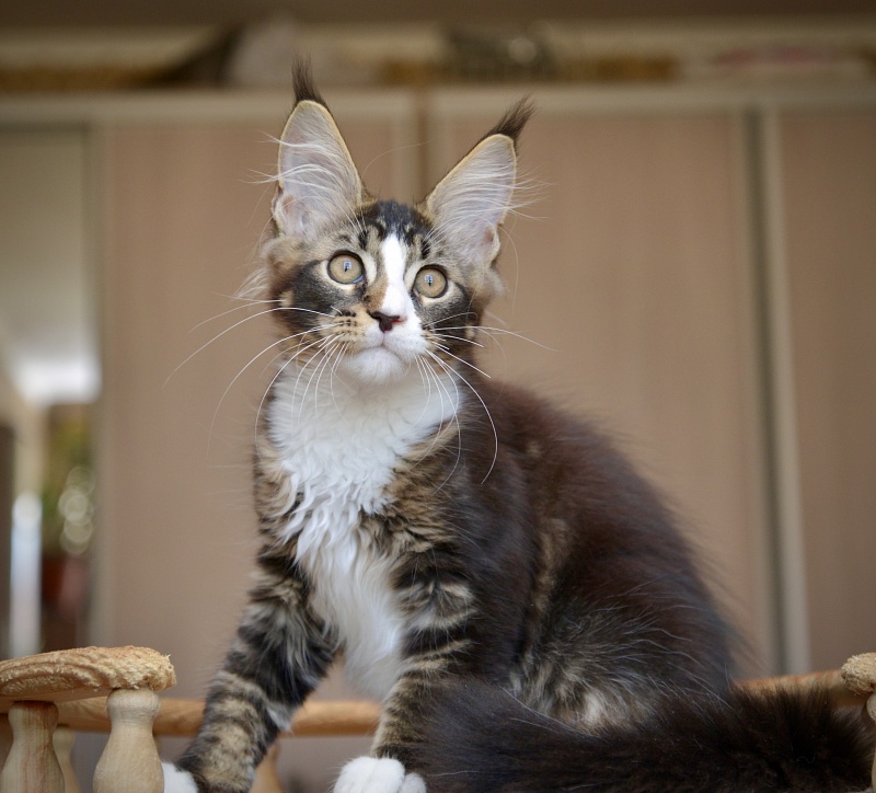 Quillon Great Lion - Kitten maine-coon 2 months 4 weeks