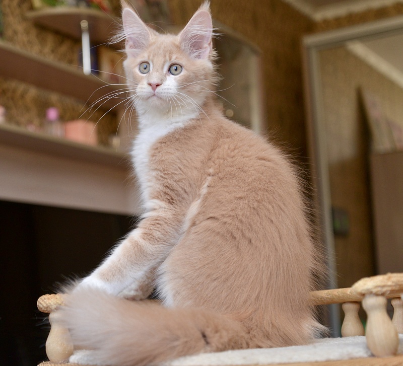 Quade Great Lion - Kitten maine-coon 2 months 4 weeks