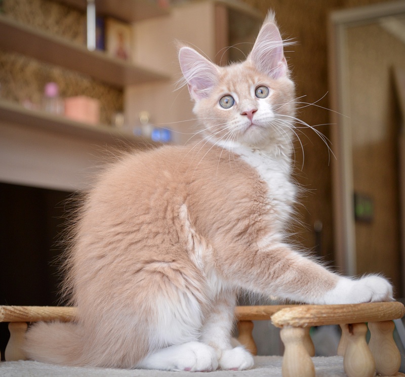 Quade Great Lion - Kitten maine-coon 2 months 4 weeks