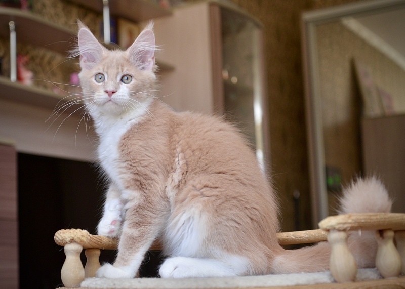 Quade Great Lion - Kitten maine-coon 2 months 4 weeks