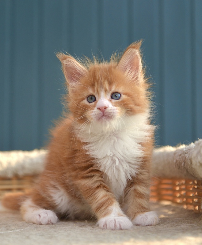 R1 Great Lion - Kitten maine-coon