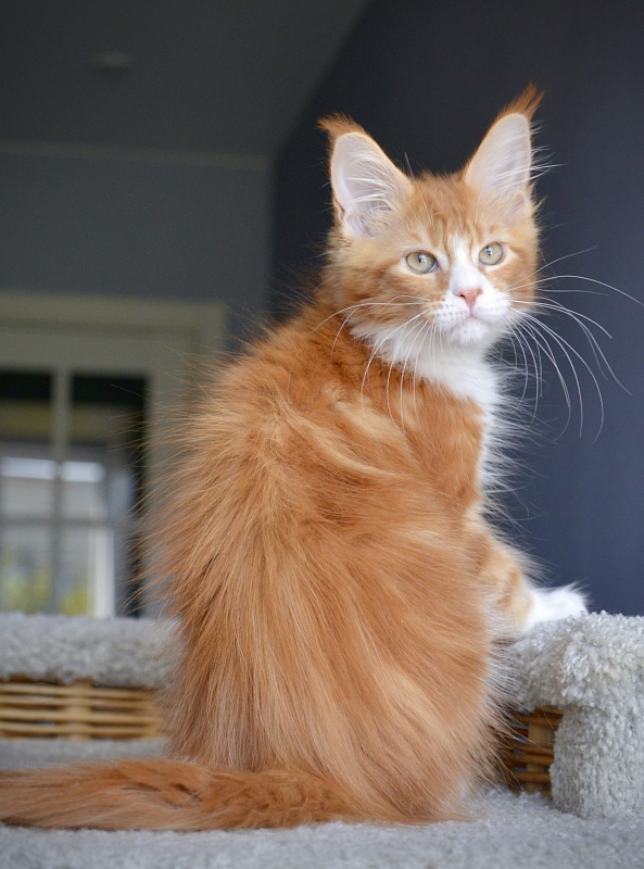 R1 Great Lion - Kitten maine-coon 1 month 3 weeks