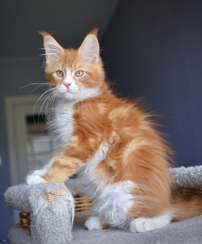 R1 Great Lion - Kitten maine-coon 1 month 3 weeks
