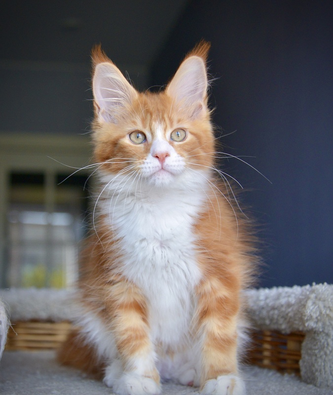 R1 Great Lion - Kitten maine-coon 1 month 3 weeks