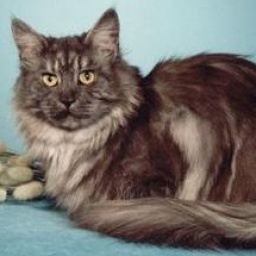 Avicats Astraea Escape's