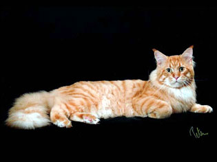 Ma Coo's Lagavulin - maine-coon