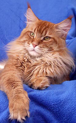 Ares Querer - Adult maine-coon 1 year 1 month 1.5 week
