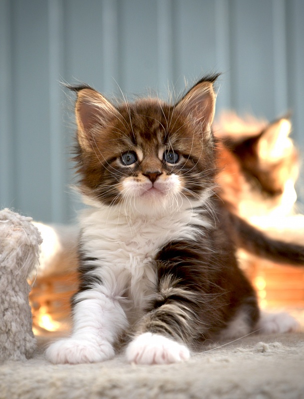 R2  Great Lion - Kitten maine-coon